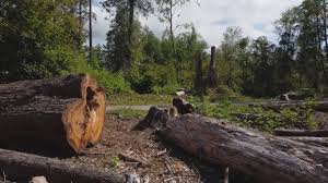 How Our Tree Care Process Works  in  Brownsville, PA