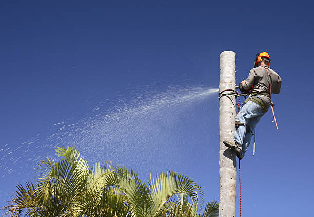 Best Palm Tree Trimming  in Brownsville, PA