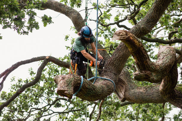Best Storm Damage Tree Cleanup  in Brownsville, PA