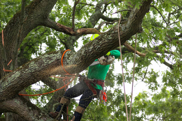 How Our Tree Care Process Works  in  Brownsville, PA