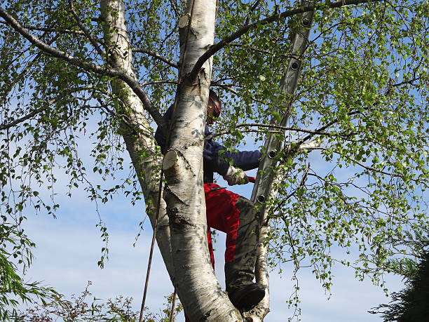 Trusted Brownsville, PA Tree Care Experts