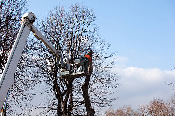 Best Root Management and Removal  in Brownsville, PA